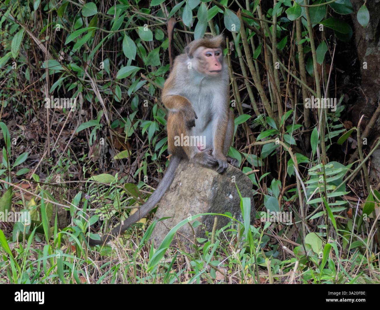 Toque macaque nella foresta sul Pekoe Trail, Kandy, Sri Lanka Foto Stock