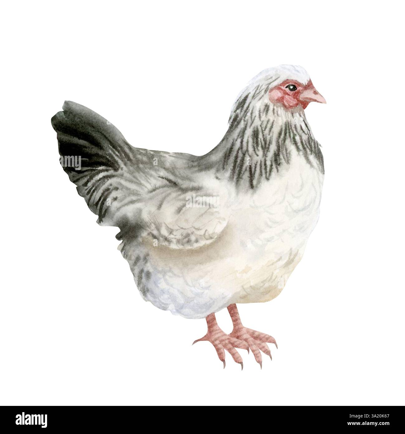 Illustrazione isolata con gallina nera bianca e acquerello. Uccello da fattoria realistico disegnato a mano per progetti agricoli e prodotti biologici rustici Foto Stock