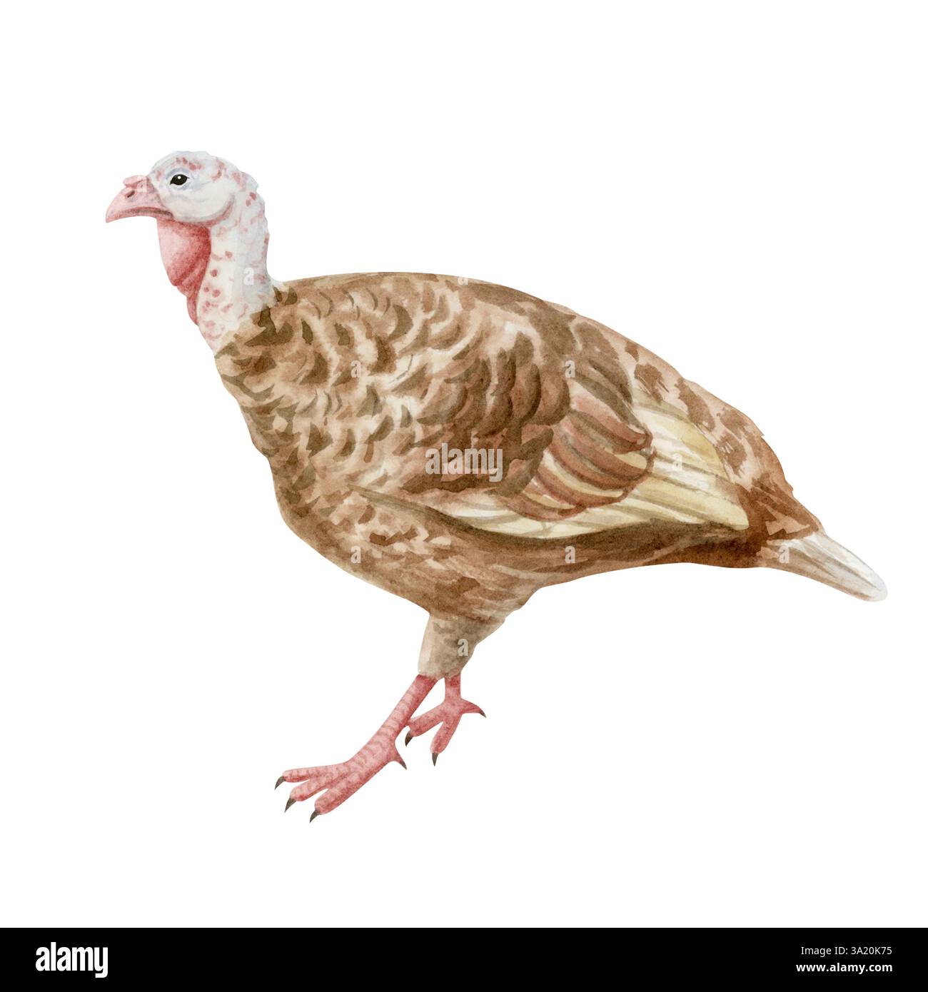 Acquerello marrone tacchino illustrazione disegnata a mano isolata su bianco. Uccello di fattoria femminile clipart in stile artistico e realistico per i progetti agricoli e. Foto Stock