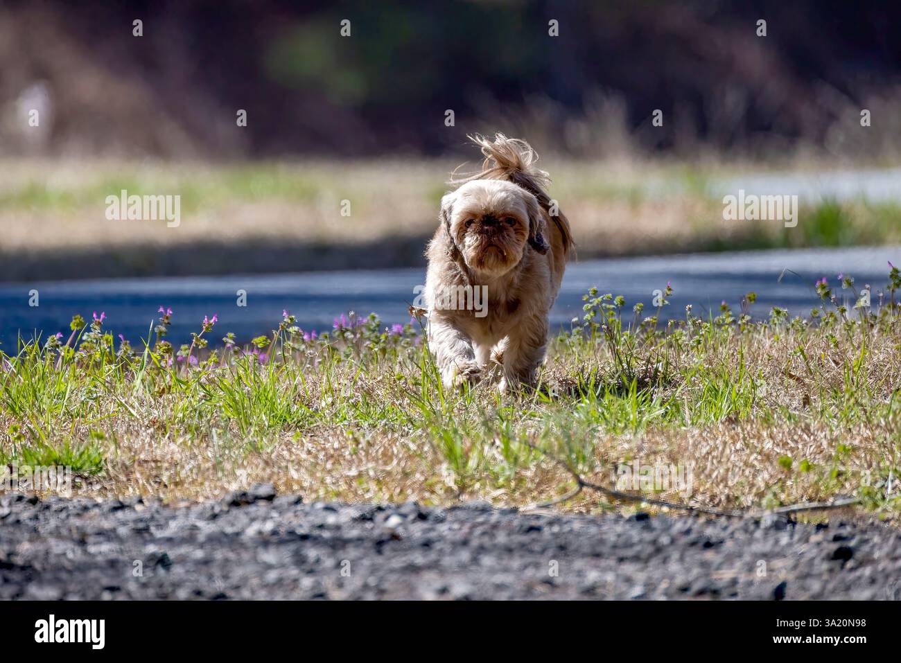 Il carino piccolo cane su un prato Foto Stock