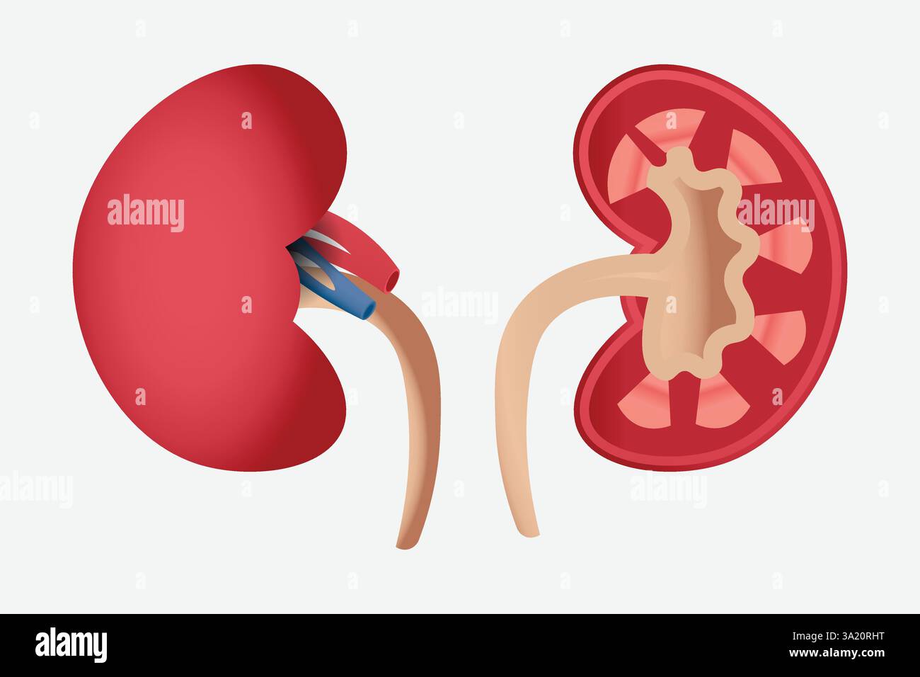 anatomia renale umana isolata in vettore bianco Illustrazione Vettoriale