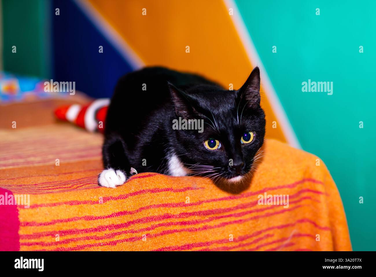 Un gatto bianco e nero è comodamente sdraiato su un morbido letto, godendo di una posizione accogliente e possibilmente sognando pacificamente Foto Stock