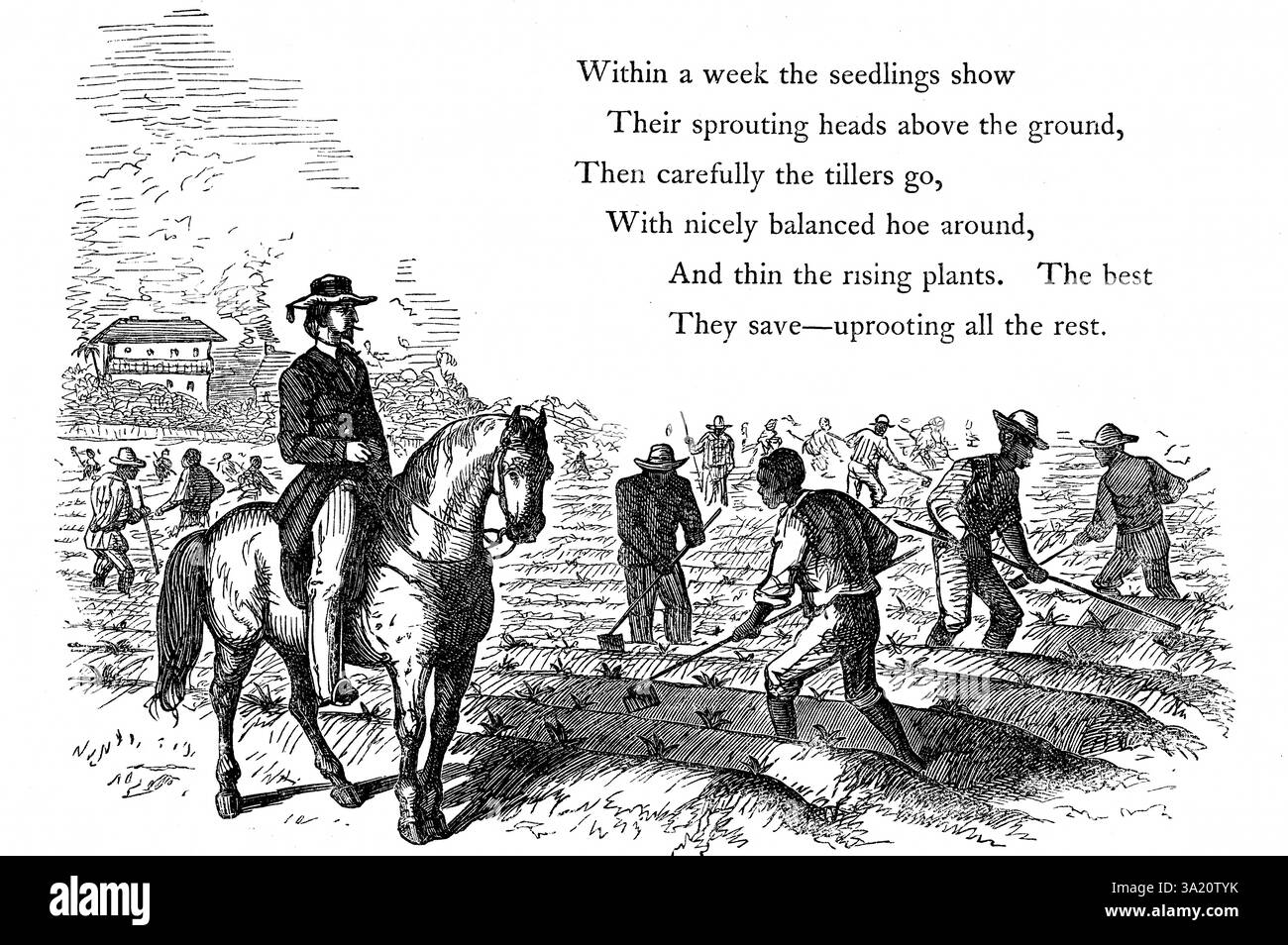 Schiavi operai che disertano cotone sotto gli occhi di un sorvegliante bianco montato. stati del sud degli Stati Uniti 1860 incisione in legno Foto Stock