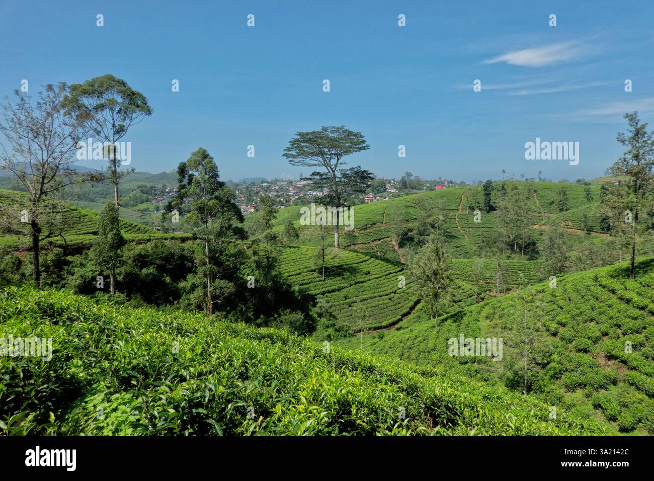 Bellissimo paese che coltiva il tè sul Pekoe Trail, Hatton Estate, Sri Lanka Foto Stock
