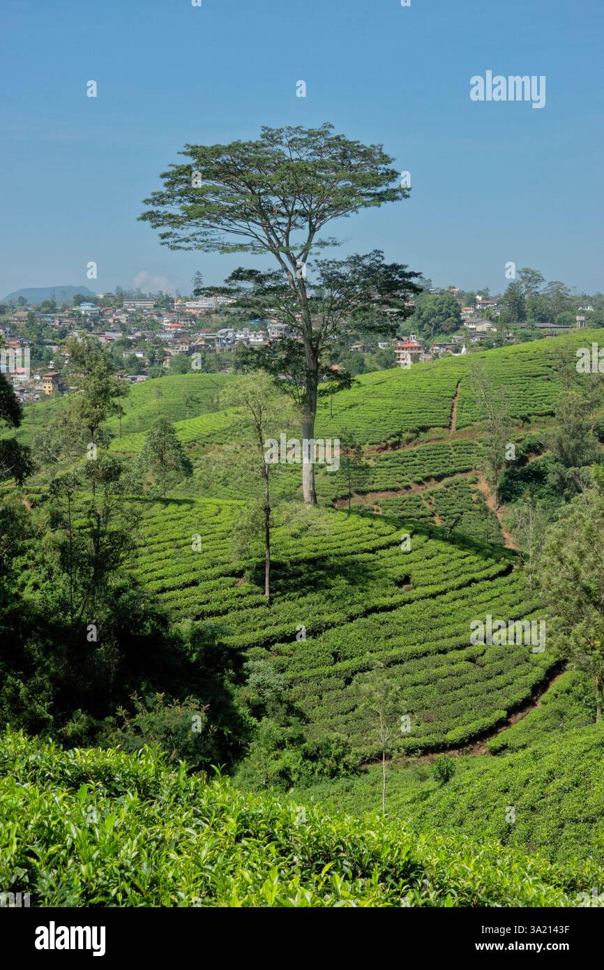 Bellissimo paese che coltiva il tè sul Pekoe Trail, Hatton Estate, Sri Lanka Foto Stock