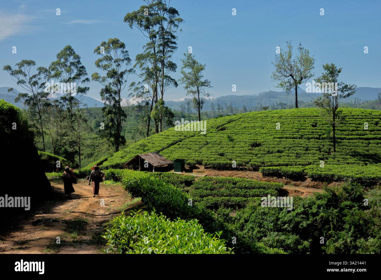 Bellissimo paese che coltiva il tè sul Pekoe Trail, Hatton Estate, Sri Lanka Foto Stock