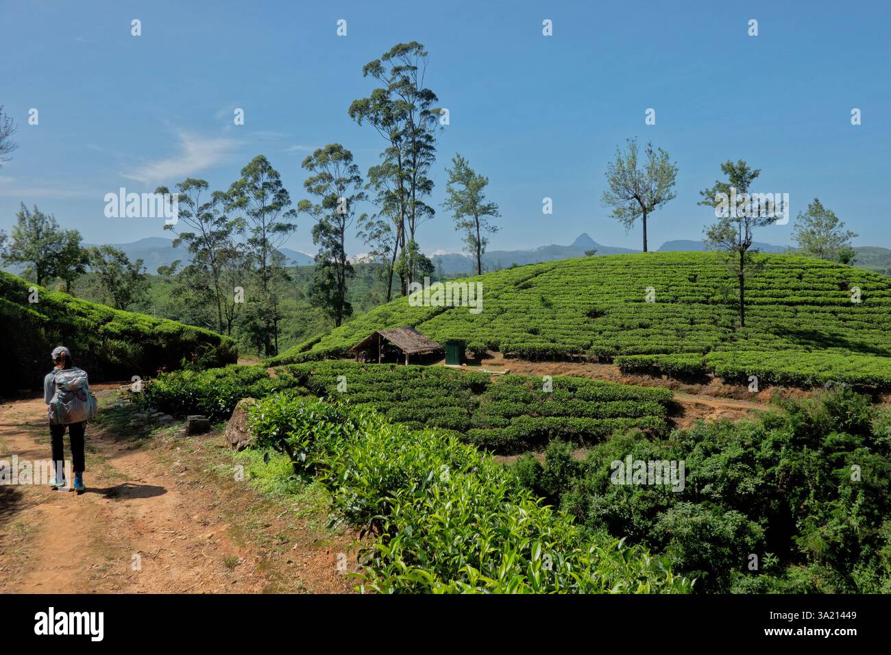 Bellissimo paese che coltiva il tè sul Pekoe Trail, Hatton Estate, Sri Lanka Foto Stock