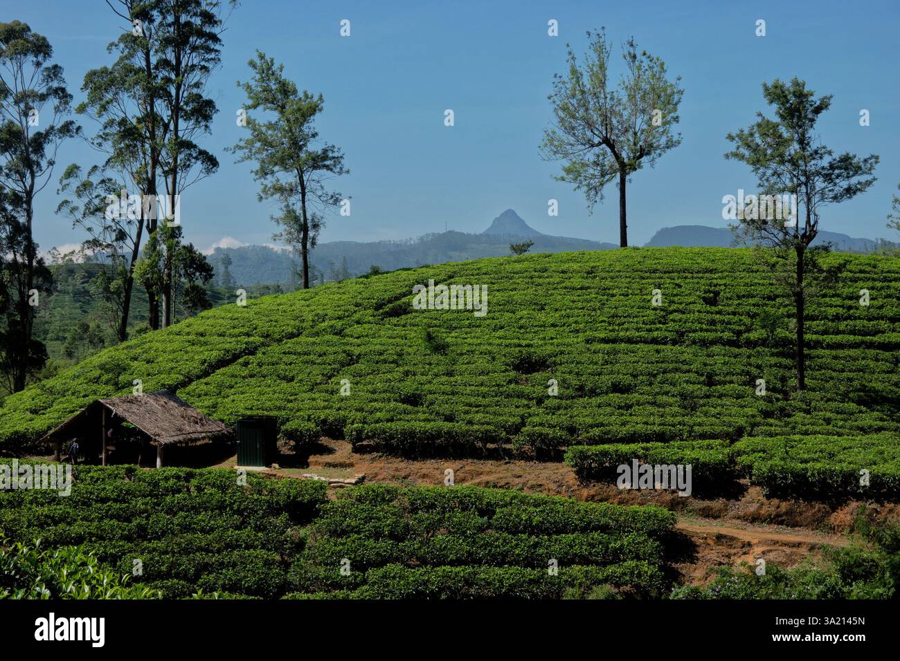 Bellissimo paese che coltiva il tè sul Pekoe Trail, Hatton Estate, Sri Lanka Foto Stock