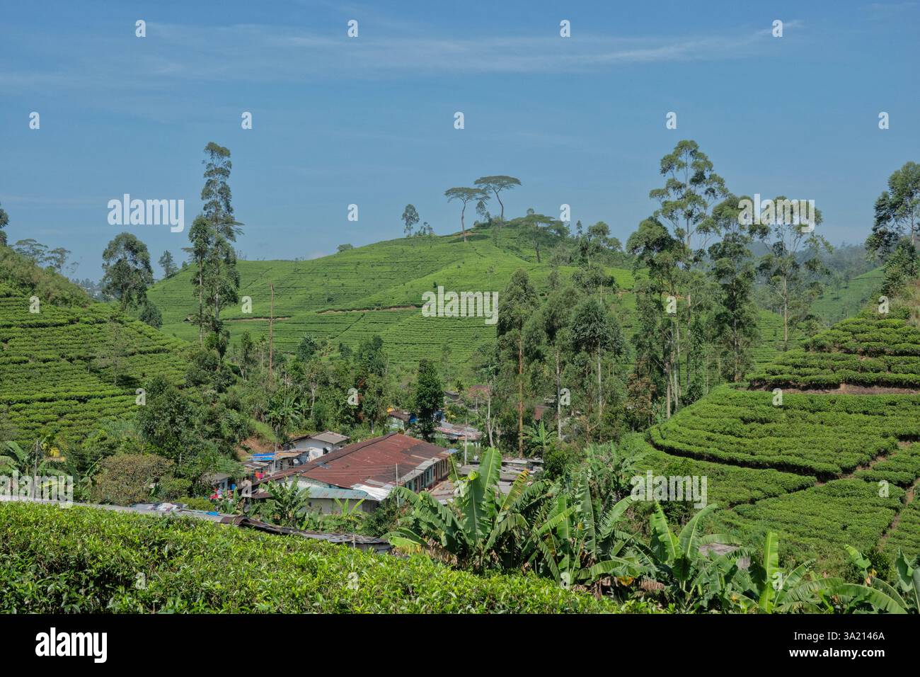 Bellissimo paese che coltiva il tè sul Pekoe Trail, Hatton Estate, Sri Lanka Foto Stock