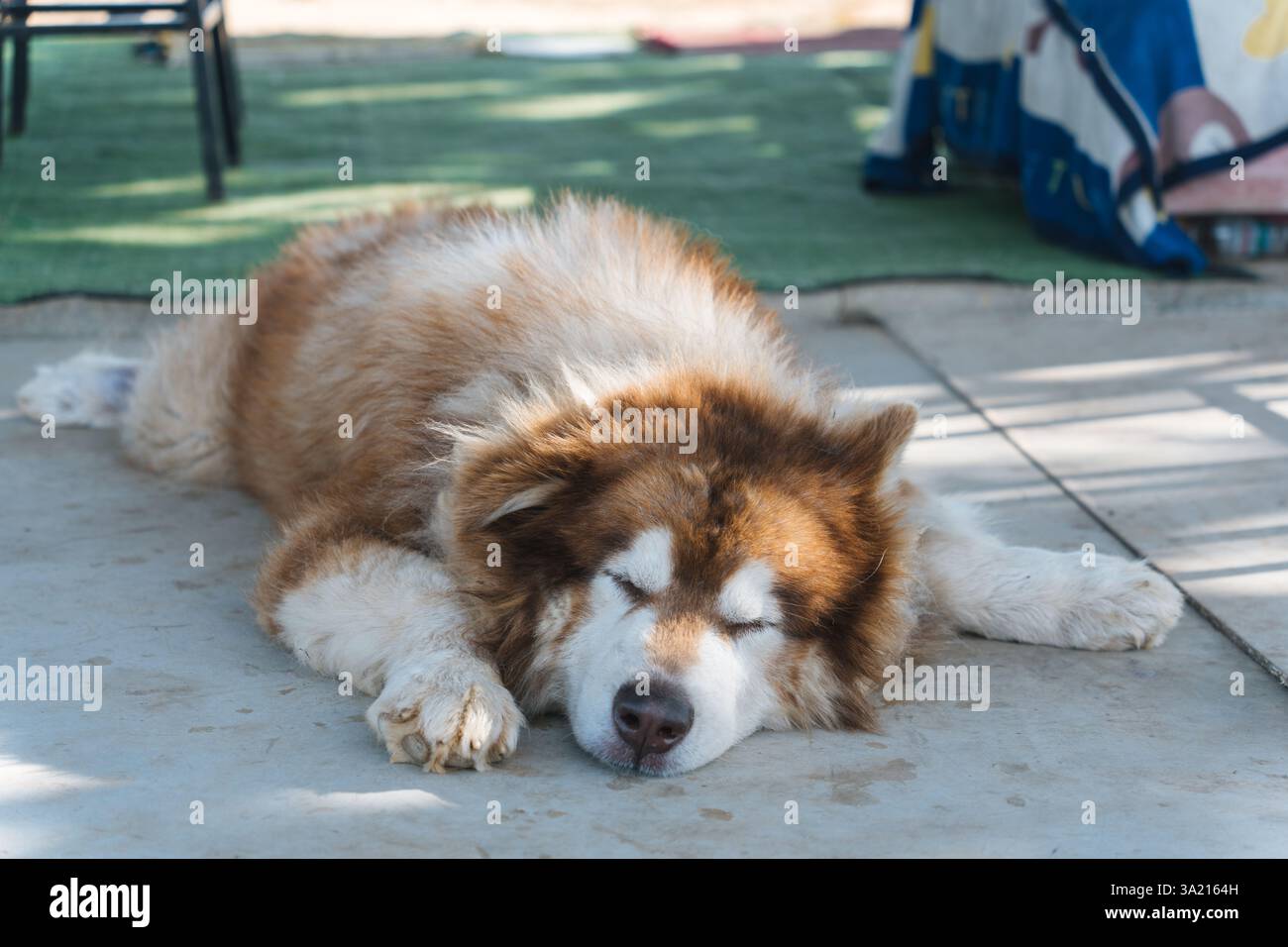 Grande e soffice cane malamuto dell'Alaska con pelliccia spessa che dorme comodamente e le zampe si stendono su un pavimento di cemento Foto Stock