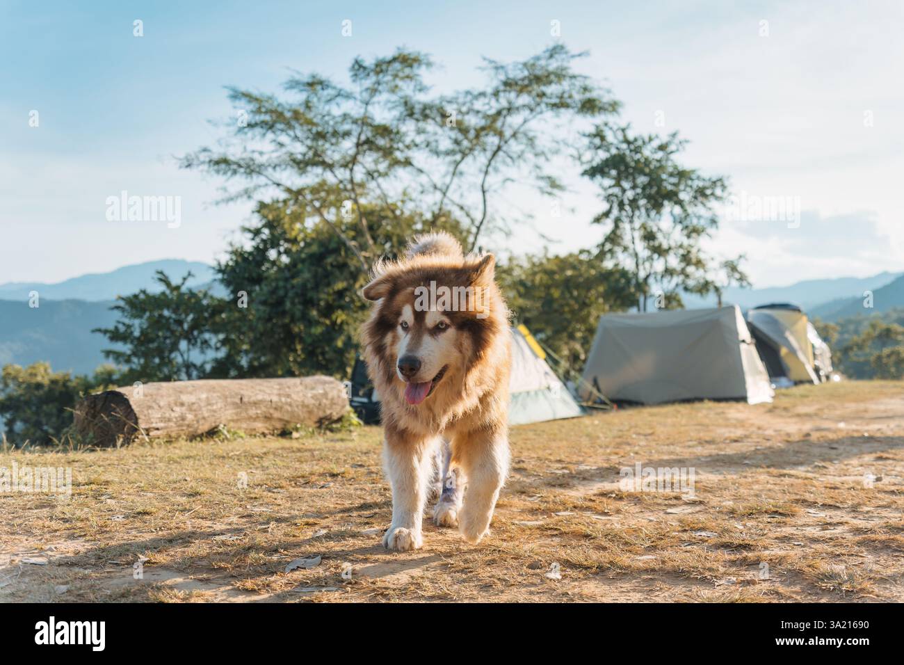 Grande e soffice cane malamuto bruno dell'Alaska con pelliccia spessa che corre con allegria nell'area campeggio sulla montagna nelle giornate di sole Foto Stock