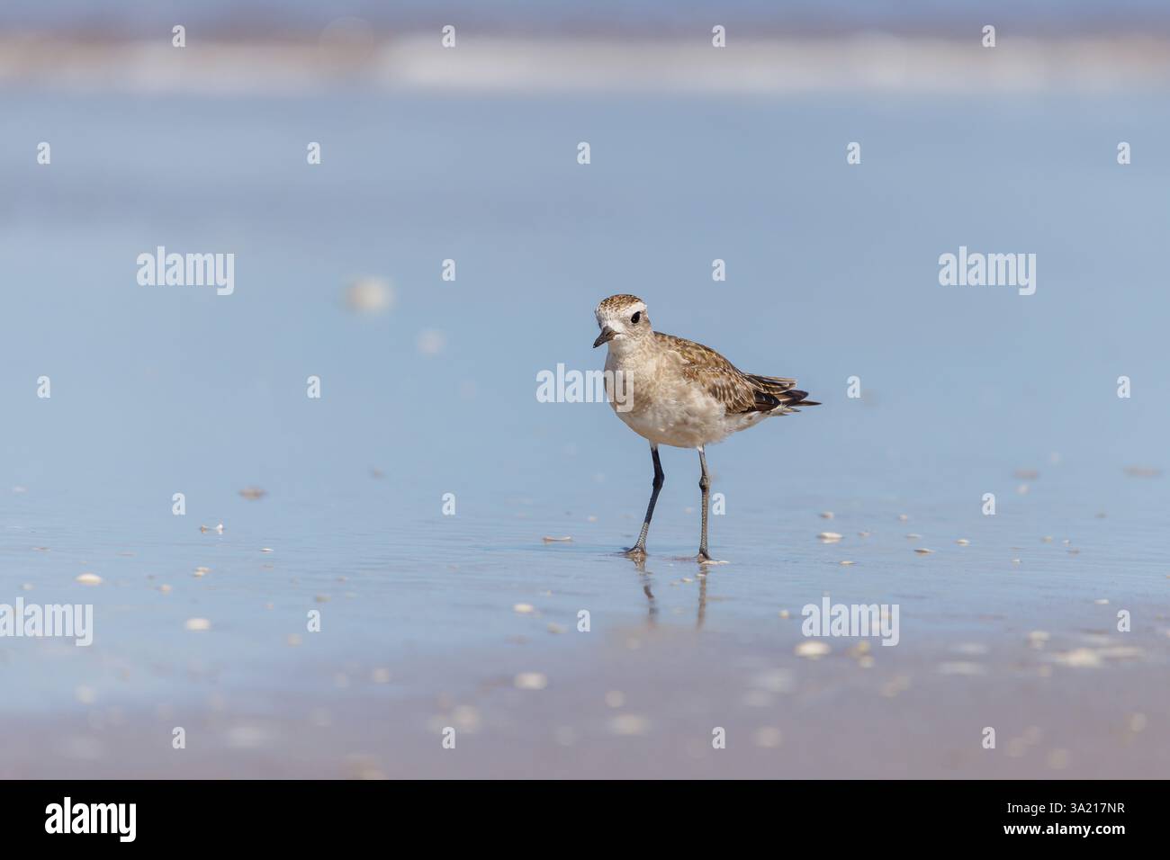 American Golden Plover (Pluvialis dominica) sulla spiaggia. Foto Stock