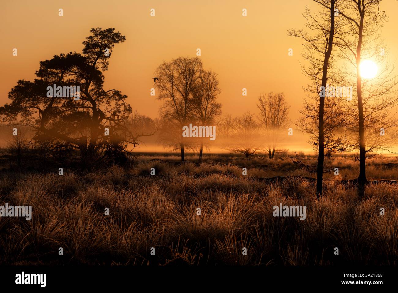 Un bagliore dorato durante l'alba nei Paesi Bassi in una riserva naturale con alberi e nebbia - un'immagine felice Foto Stock