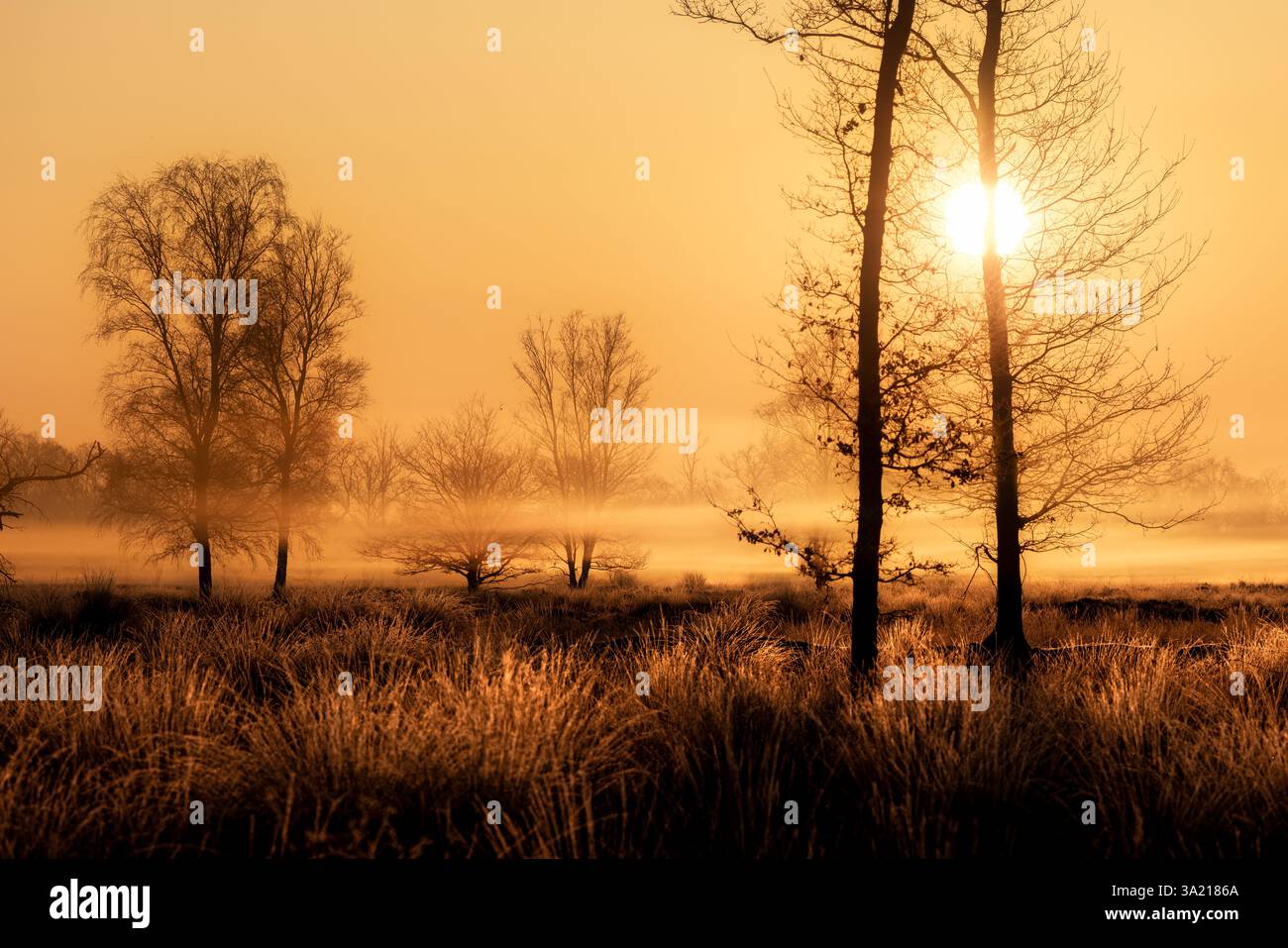 Un bagliore dorato durante l'alba nei Paesi Bassi in una riserva naturale con alberi e nebbia - un'immagine felice Foto Stock