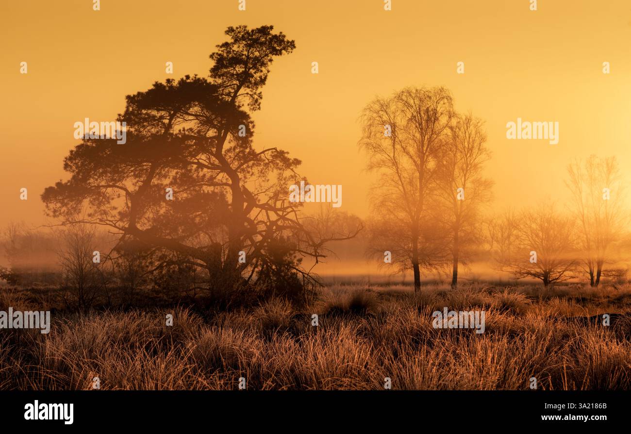 Un bagliore dorato durante l'alba nei Paesi Bassi in una riserva naturale con alberi e nebbia - un'immagine felice Foto Stock