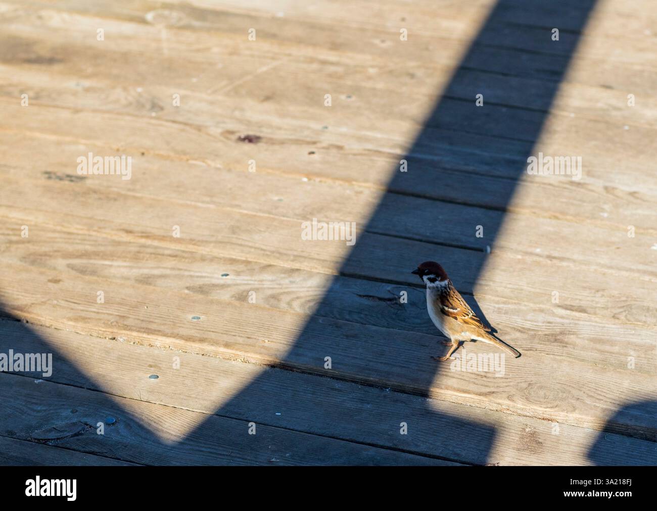 Primo piano del passero Foto Stock