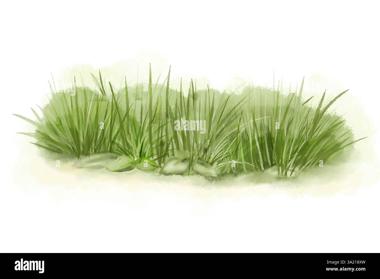 Erba verde e cespugli lussureggianti illustrazione digitale acquerello. . Vegetazione primaverile e paesaggio naturale isolato su sfondo bianco. Erba boscata e S Foto Stock