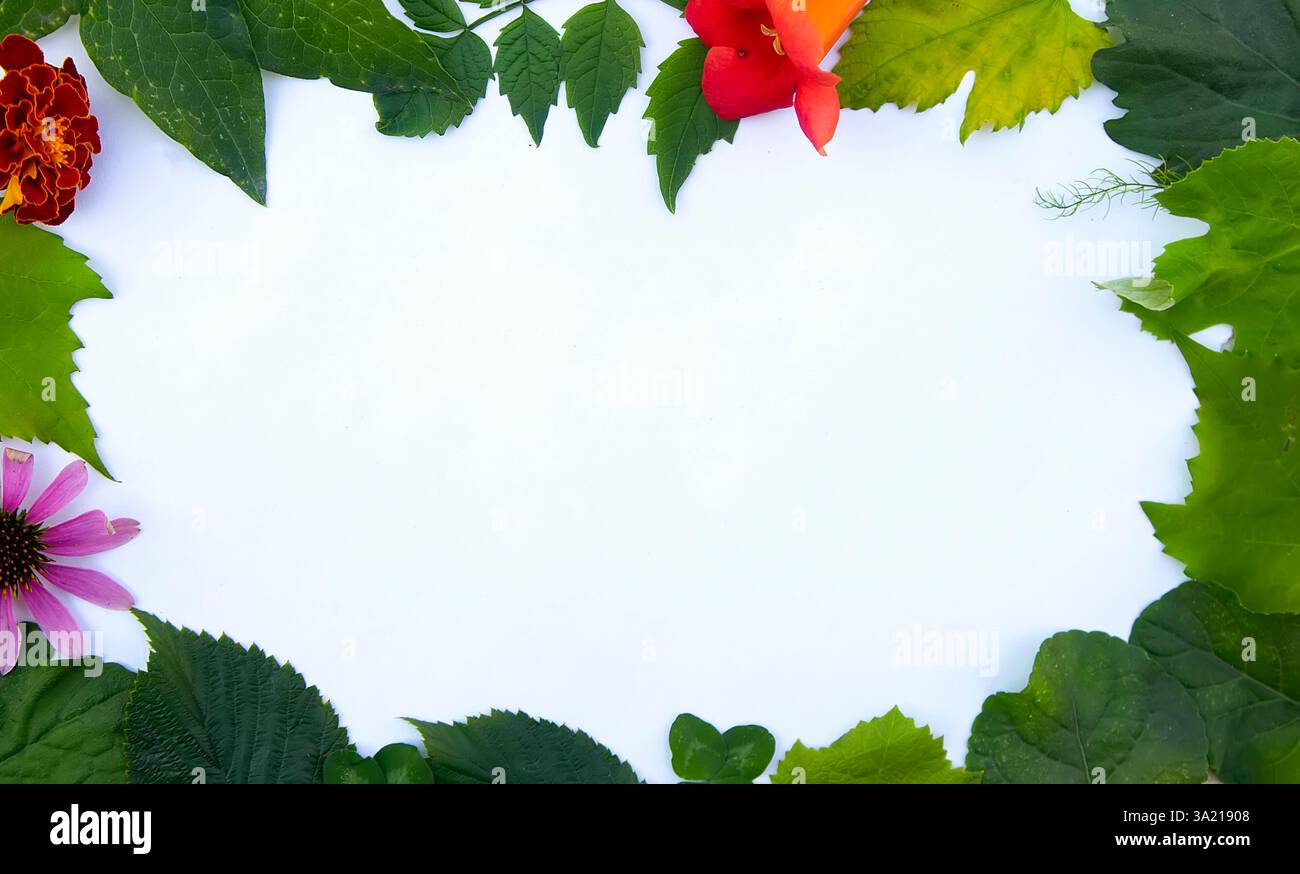Cornice da varie foglie su sfondo bianco con spazio per il testo. Sfondo floreale verde. Vista dall'alto. Copia spazio. Mock-up Foto Stock