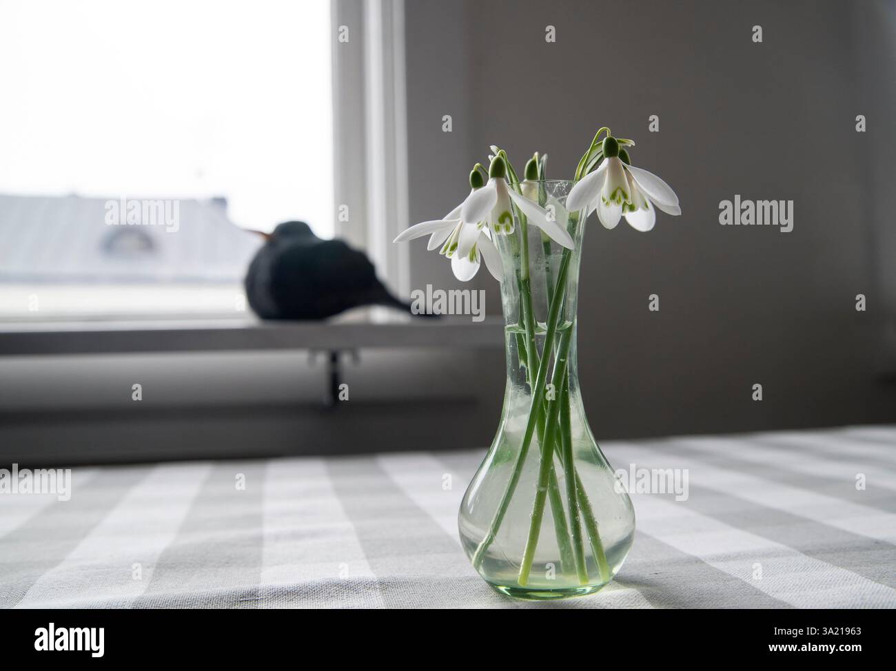 Gocce di neve bianche in vaso di vetro. Foto: Bo Arrhed Foto Stock
