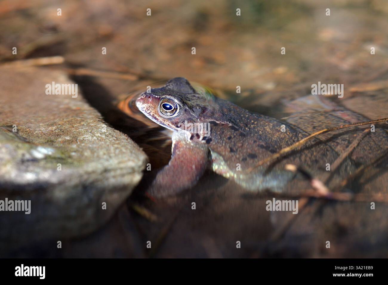 Rana comune (Rana temporaria), North Pennines, Teesdale, Regno Unito Foto Stock