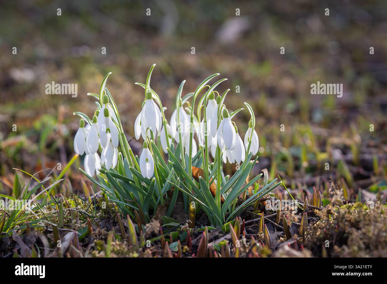 La prima fiamma bianca di snowdrop. Fiore primaverile snowdrop (Galanthus). Uno dei primi segni della primavera. Giardino naturale di marzo. Primo piano. Foto Stock