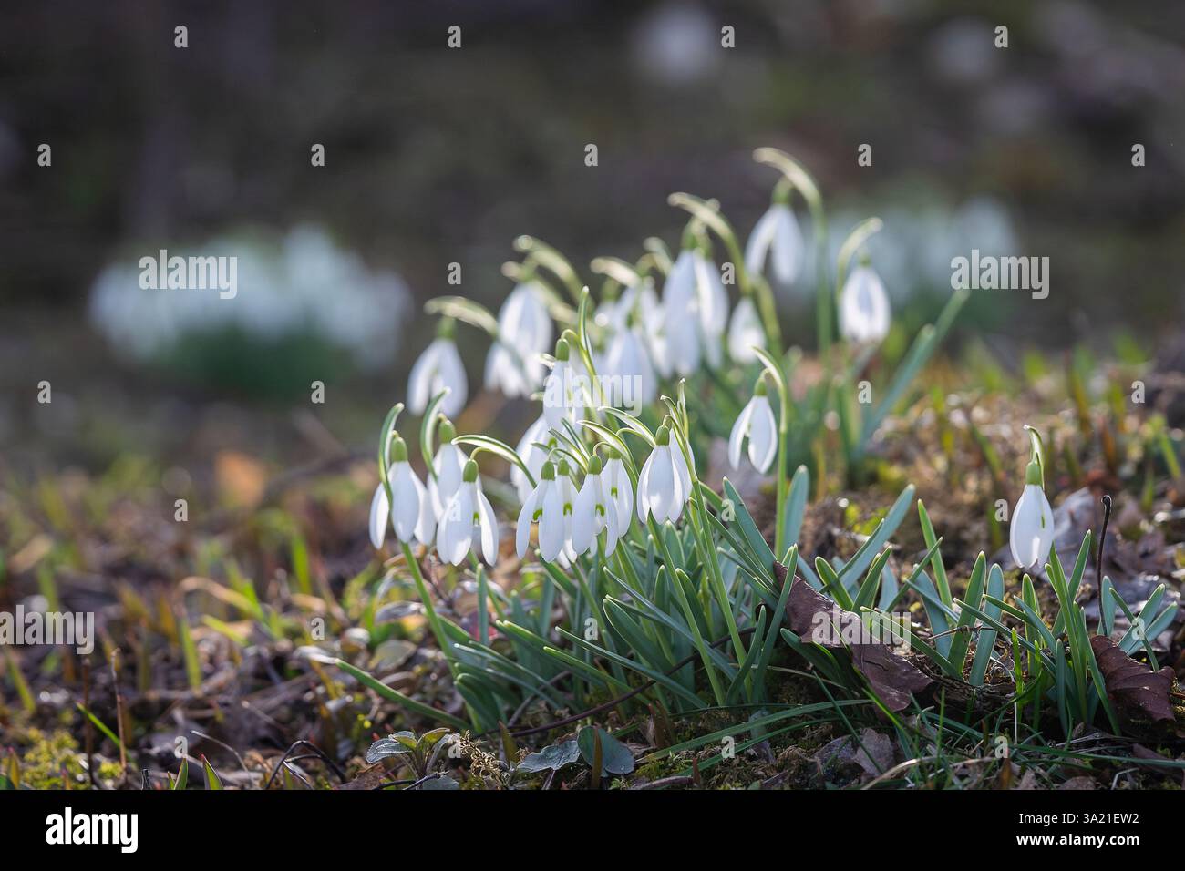 La prima fiamma bianca di snowdrop. Fiore primaverile snowdrop (Galanthus). Uno dei primi segni della primavera. Giardino naturale di marzo. Primo piano. Foto Stock