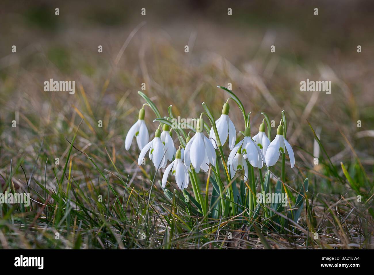 La prima fiamma bianca di snowdrop. Fiore primaverile snowdrop (Galanthus). Uno dei primi segni della primavera. Giardino naturale di marzo. Primo piano. Foto Stock