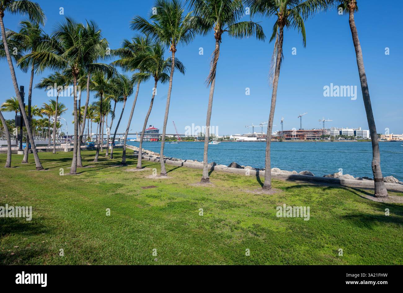 Palme al Bayfront Park di fronte al porto delle navi da crociera di Miami, Florida, Stati Uniti Foto Stock