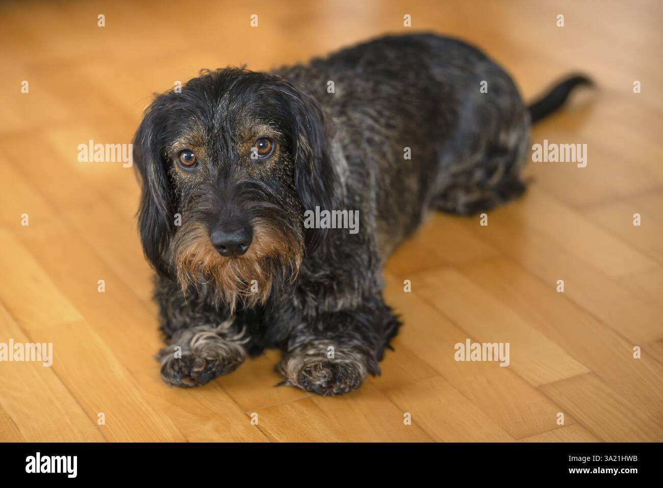 Dachshund dai capelli ruvidi, maschio, sdraiato sul pavimento in parquet, Stoccarda, Baden-Wuerttemberg, Germania, Europa Foto Stock