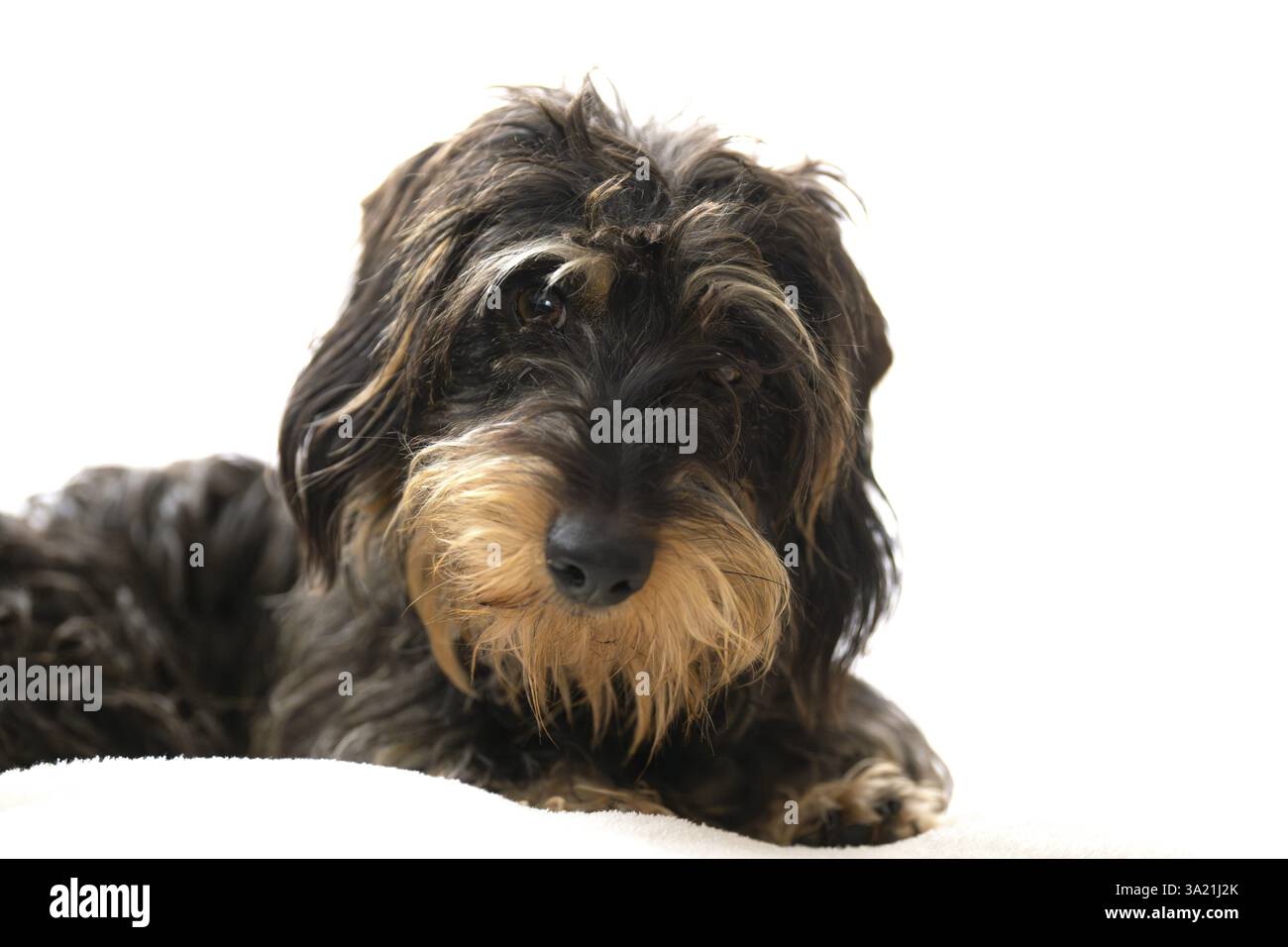 Dachshund dai capelli ruvidi, femmina, ritratto di animali, Stoccarda, Baden-Wuerttemberg, Germania, Europa Foto Stock