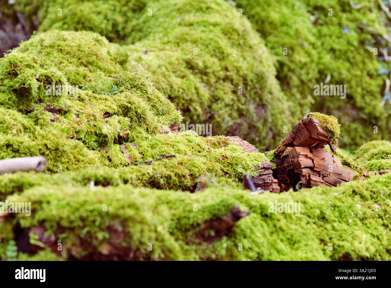 Tronchi incrinati e in decomposizione ricoperti di muschio del timo del collo del cigno Foto Stock