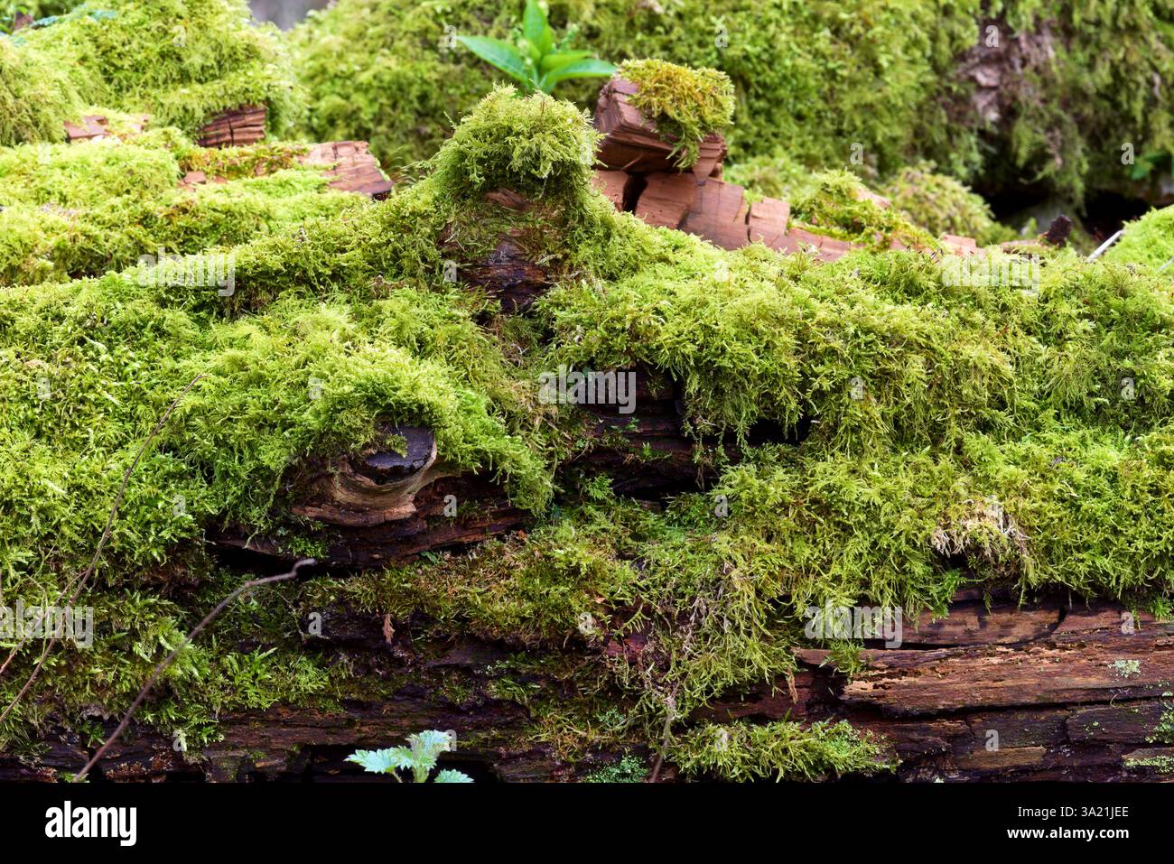 Tronchi in decomposizione ricoperti di muschio Foto Stock