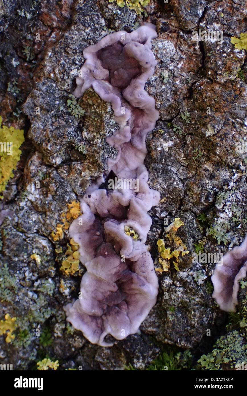 Famiglia di pilsner (Chondrostereum purpureum) cartilaginosa viola di parenti foxglove su un tronco di betulla morto Foto Stock