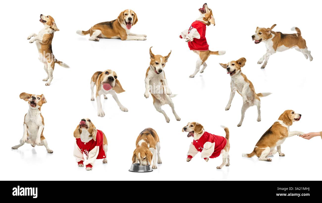 Collage di Beagle in pose divertenti, interagendo con oggetti di scena ed esprimendo emozioni su sfondo bianco in studio. Concetto di animali giocosi, Foto Stock