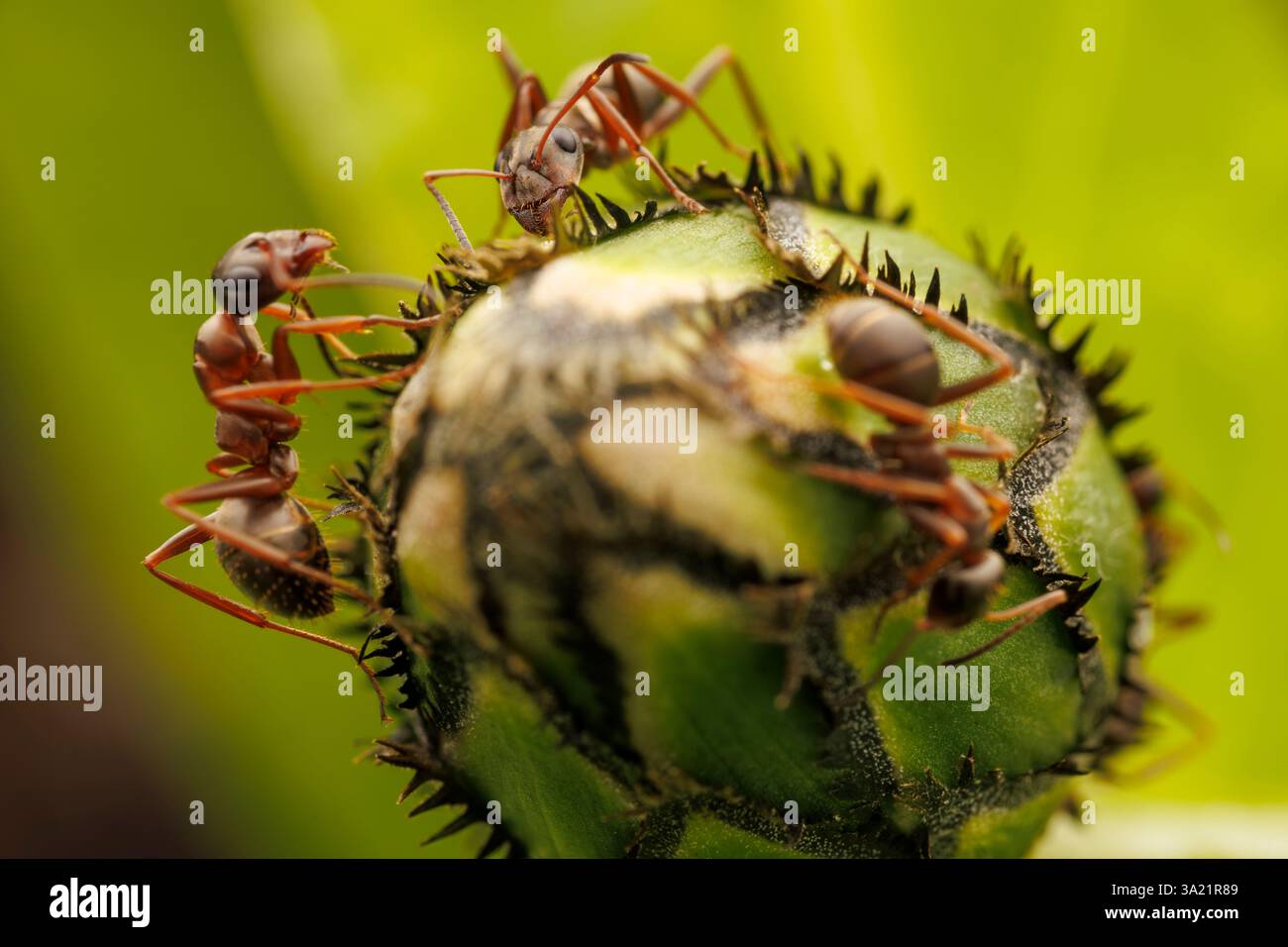 Vista macro delle formiche su un bocciolo di fiori in un giardino Foto Stock
