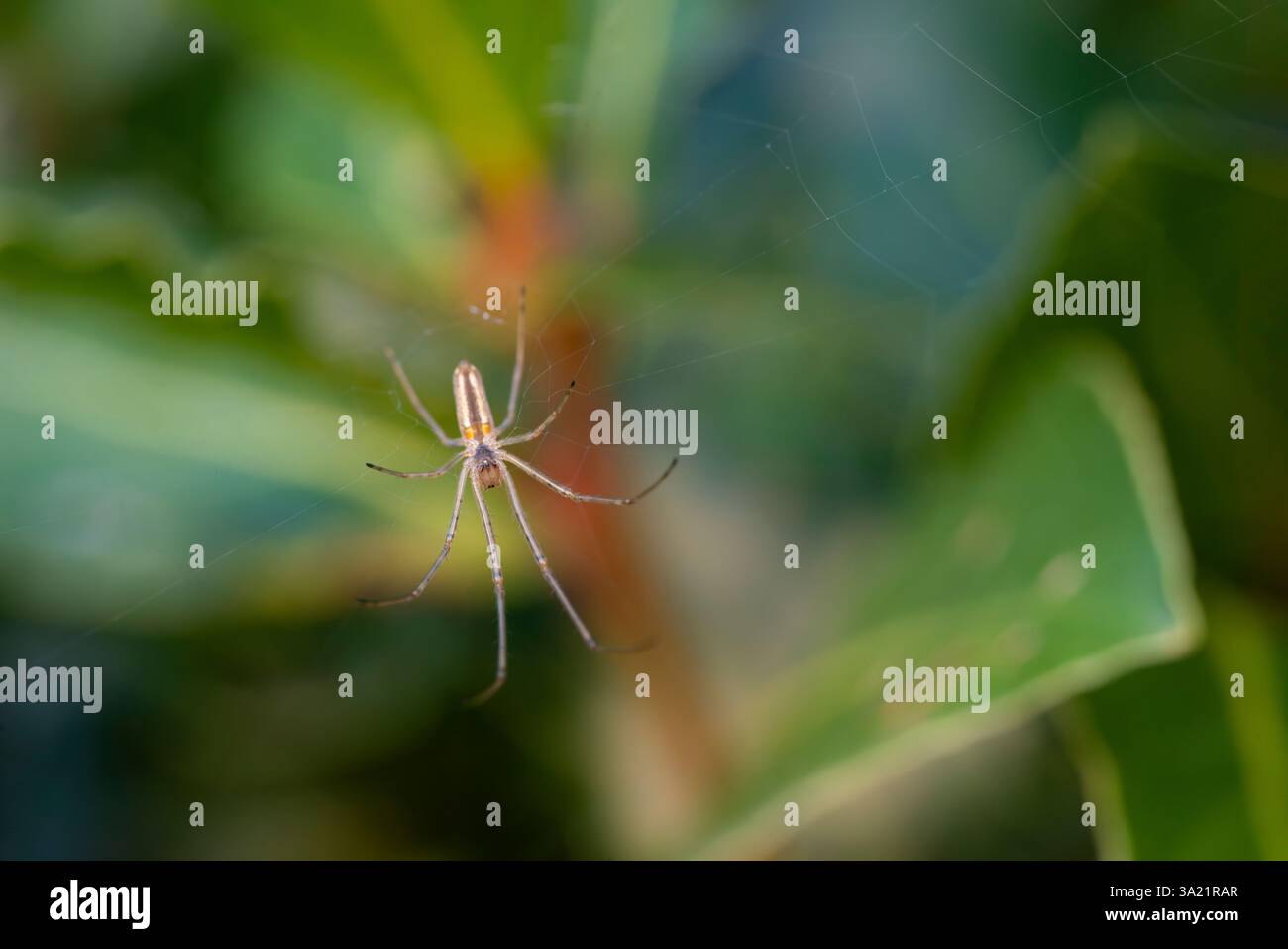 Vista macro di un ragno sul suo Web in attesa di preda Foto Stock