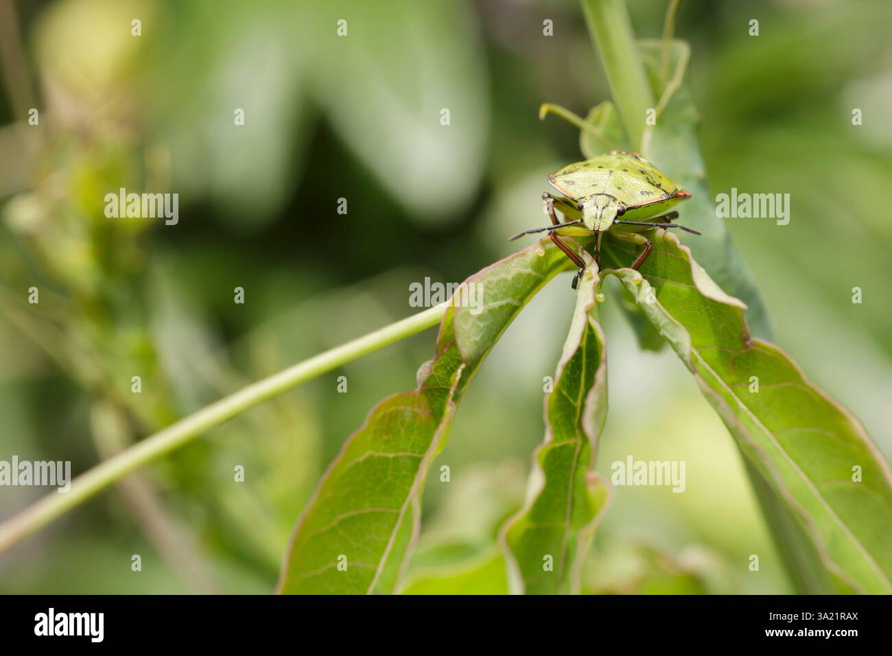 Vista macro di un bug nezara viridula nel suo quinto istar larvale Foto Stock