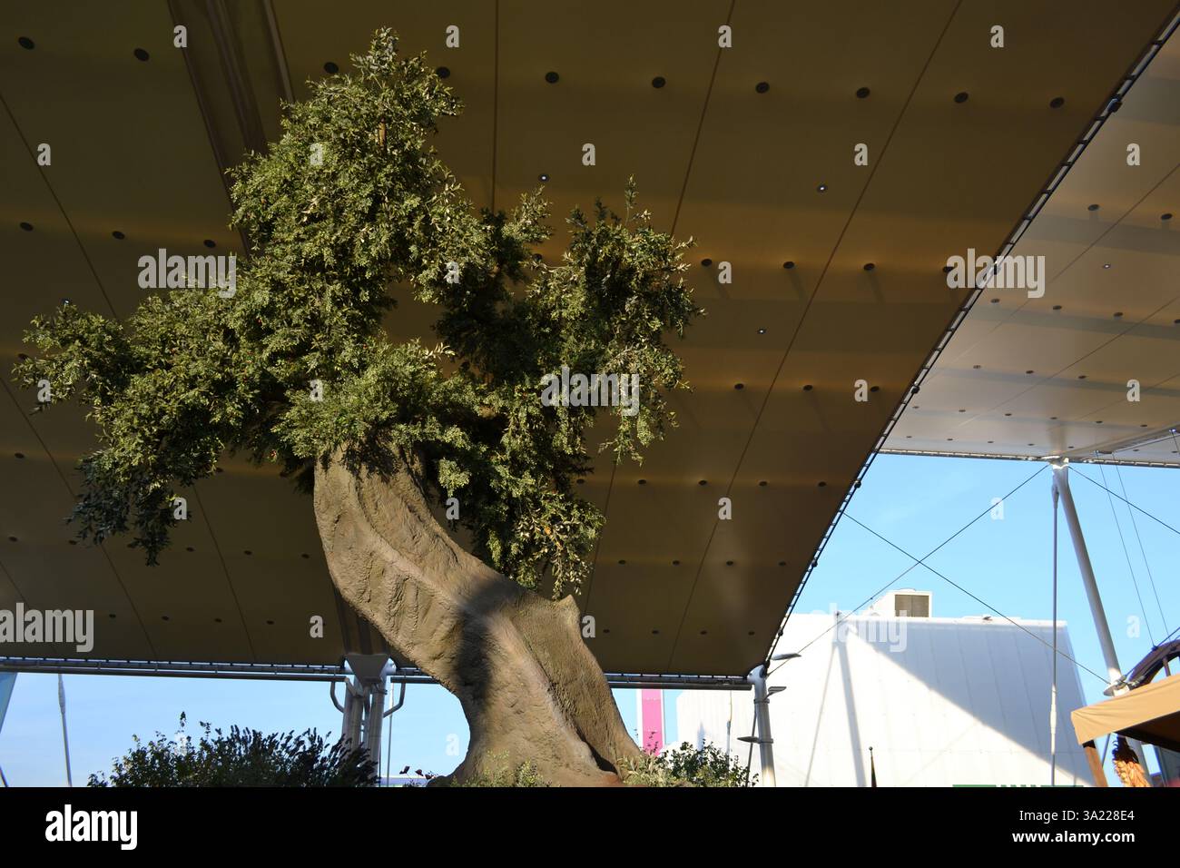 Un gigantesco olivo secolare sotto la luce autunnale del tramonto all'EXPO Milano 2015. Padiglione della Lituania sullo sfondo. Foto Stock