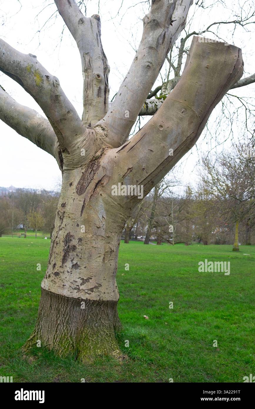 Grande vecchio albero innestato a Brockwell Park Londra sud Inghilterra Regno Unito in inverno febbraio 2025 Regno Unito KATHY DEWITT Foto Stock