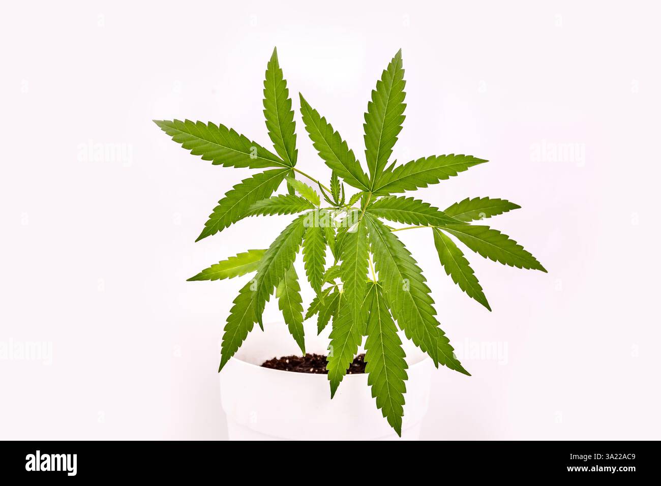 Giovane pianta di Cannabis in una pentola su sfondo bianco Foto Stock