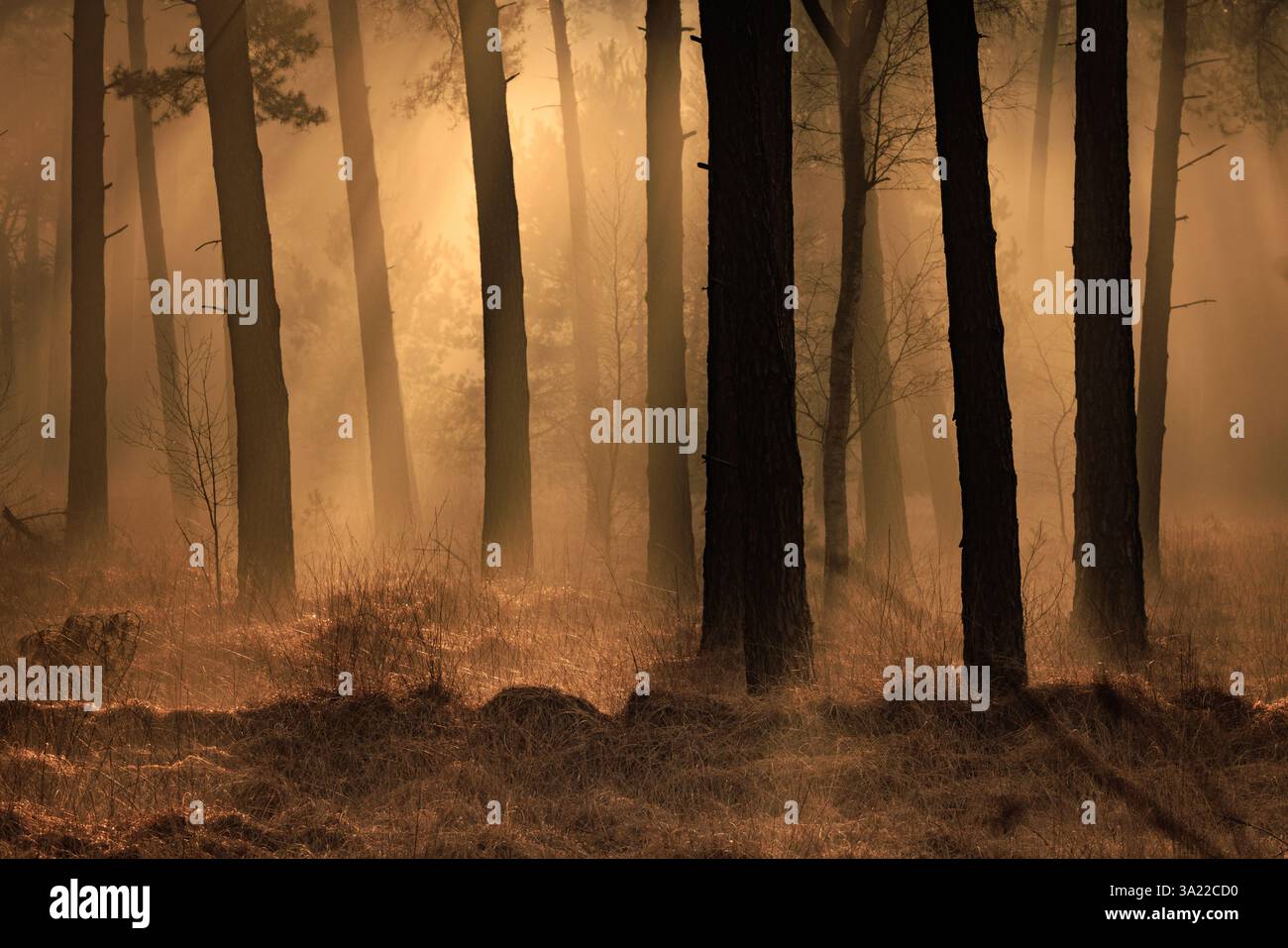 Un bagliore dorato mentre il sole splende vera la foresta autunnale con i raggi del sole che attraversano gli alberi in un bellissimo paesaggio Foto Stock