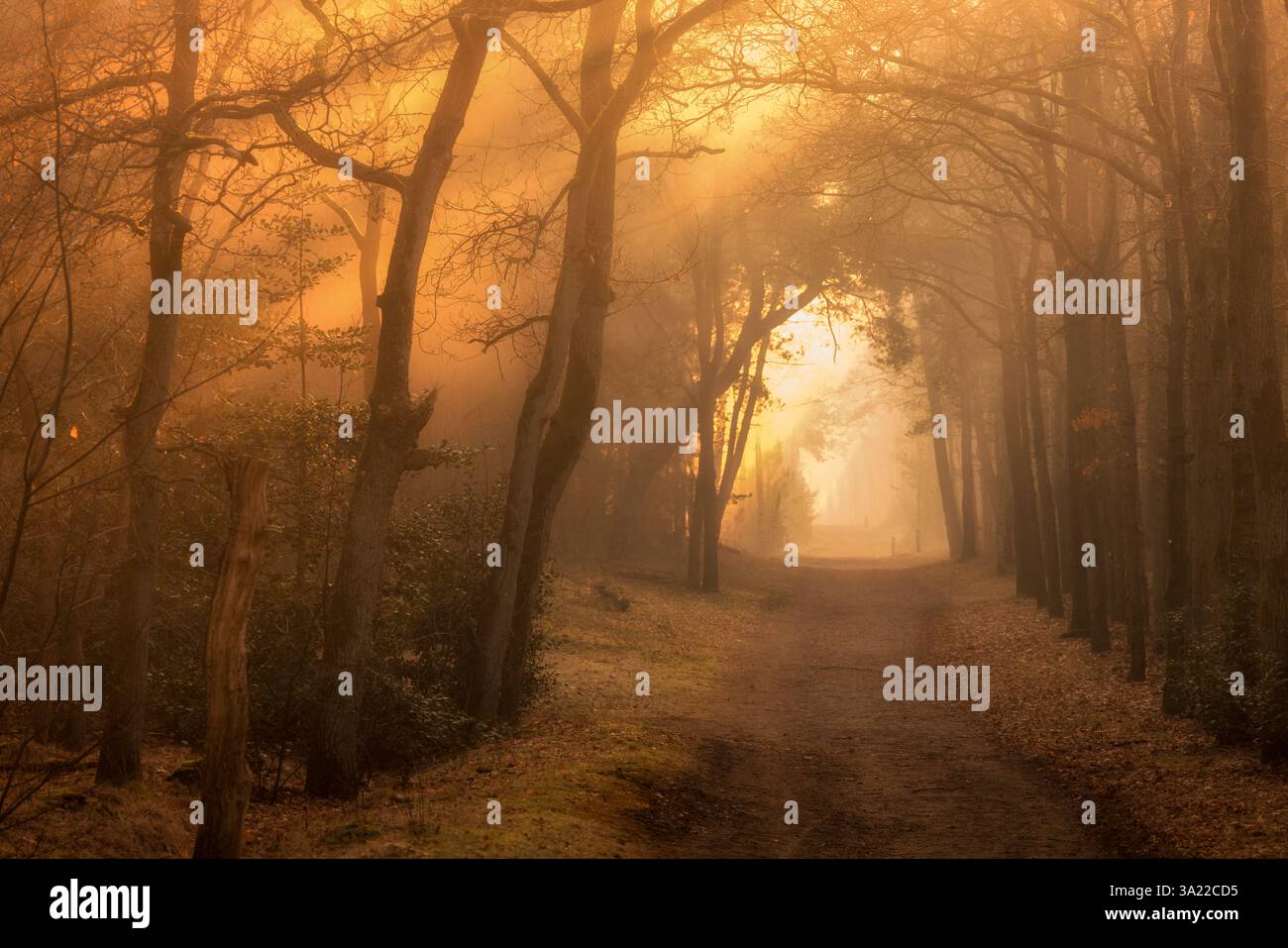 Un bagliore dorato mentre il sole splende vera la foresta autunnale con i raggi del sole che attraversano gli alberi in un bellissimo paesaggio Foto Stock