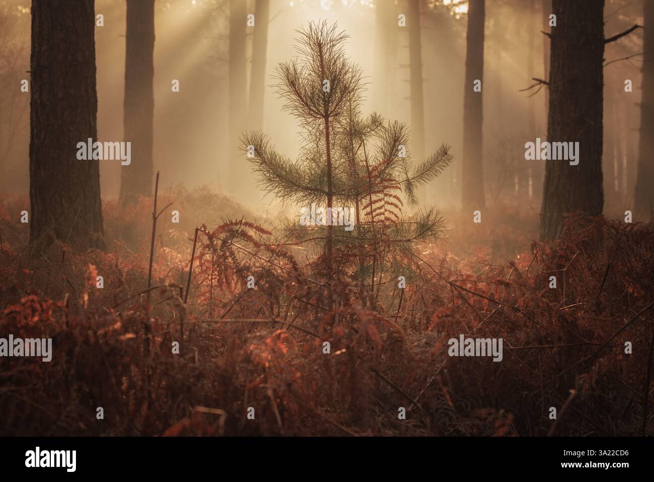 Un bagliore dorato mentre il sole splende vera la foresta autunnale con i raggi del sole che attraversano gli alberi in un bellissimo paesaggio Foto Stock