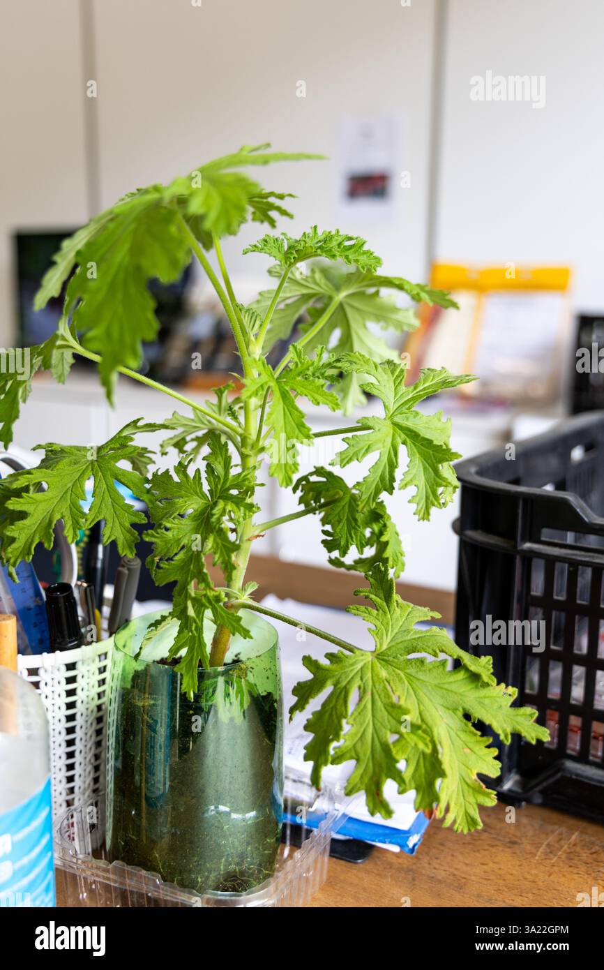 Pianta di citronella esposta in uno spazio abitativo interno per respingere le zanzare Foto Stock Pianta di citronella esposta in uno spazio abitativo interno per respingere le zanzare Foto Stock