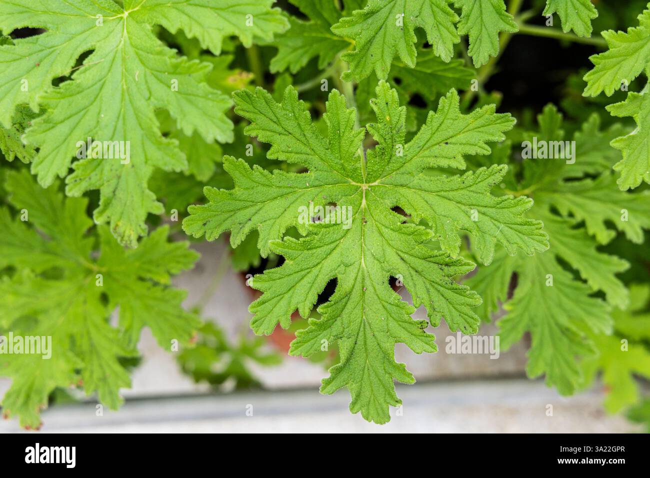 Primo piano di foglie di citronella, con profumo e proprietà per respingere insetti e zanzare. Foto Stock Primo piano di foglie di citronella, con profumo e proprietà per respingere insetti e zanzare. Foto Stock