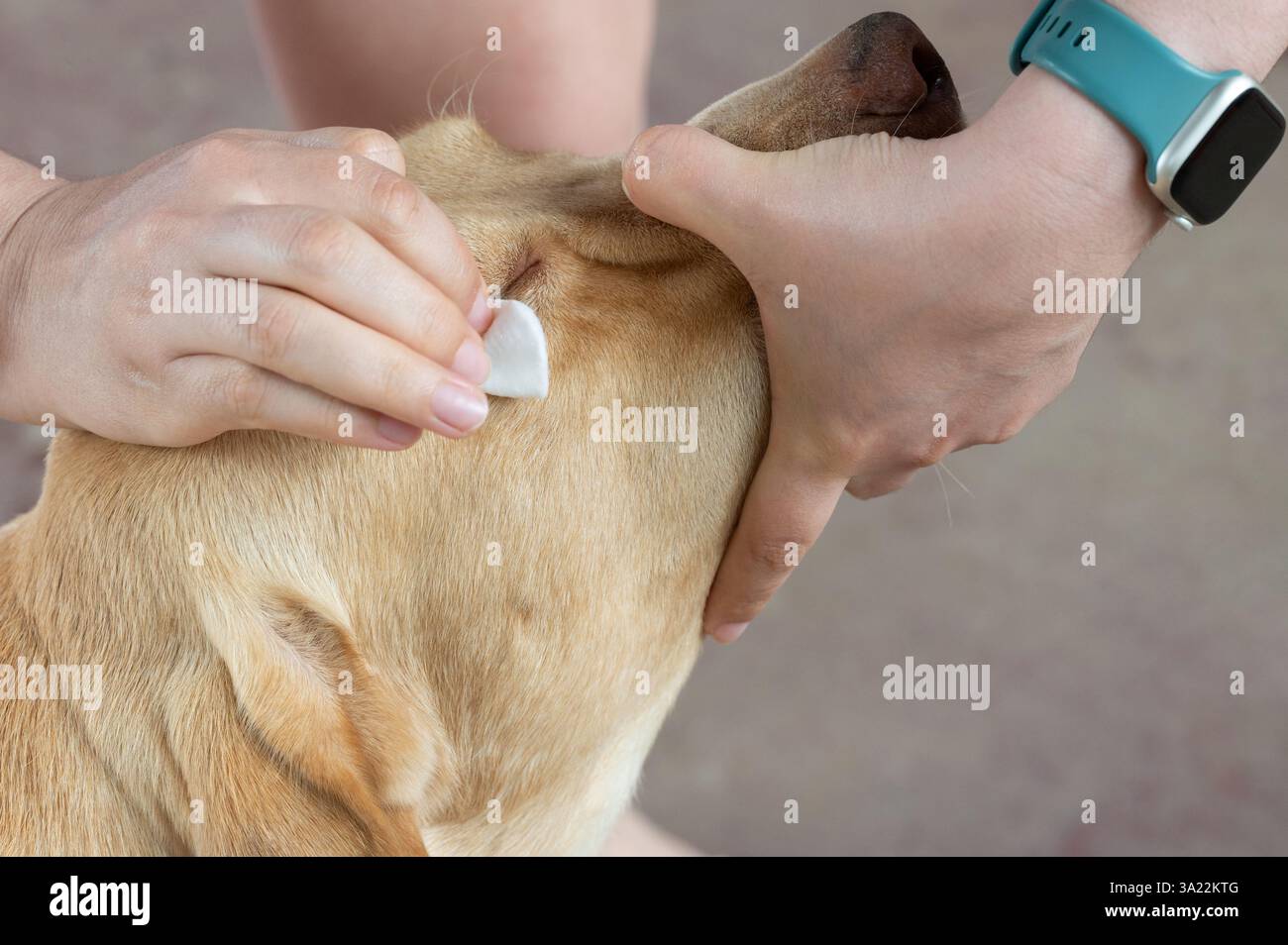 Occhio di cane per pulizia veterinario con tampone di cotone vista ravvicinata Foto Stock