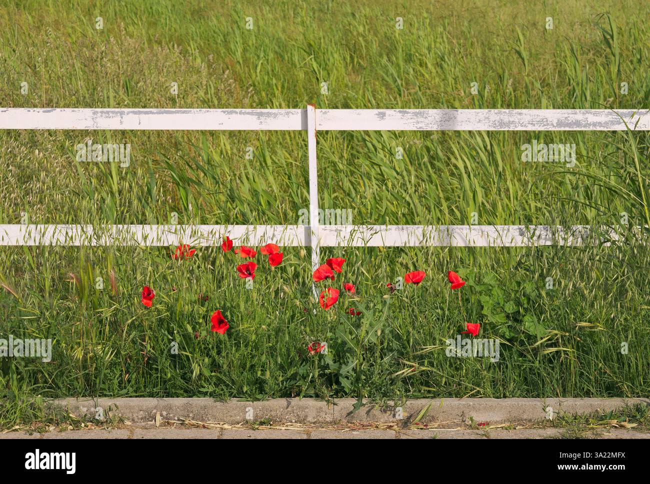 campo di erba, recinzione in legno e papaveri rossi (papaver rhoeas) Foto Stock