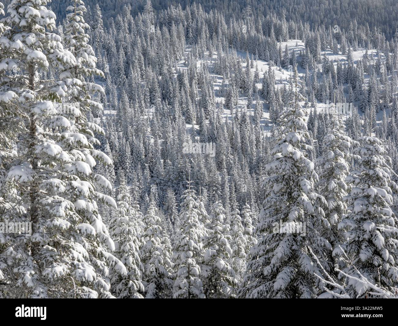 WA26433-00...... WASHINGTON - Vista invernale da Trooper Ridge nella foresta nazionale di Mount Baker-Snoqualmie, Kapowsin Tree Farm. Foto Stock