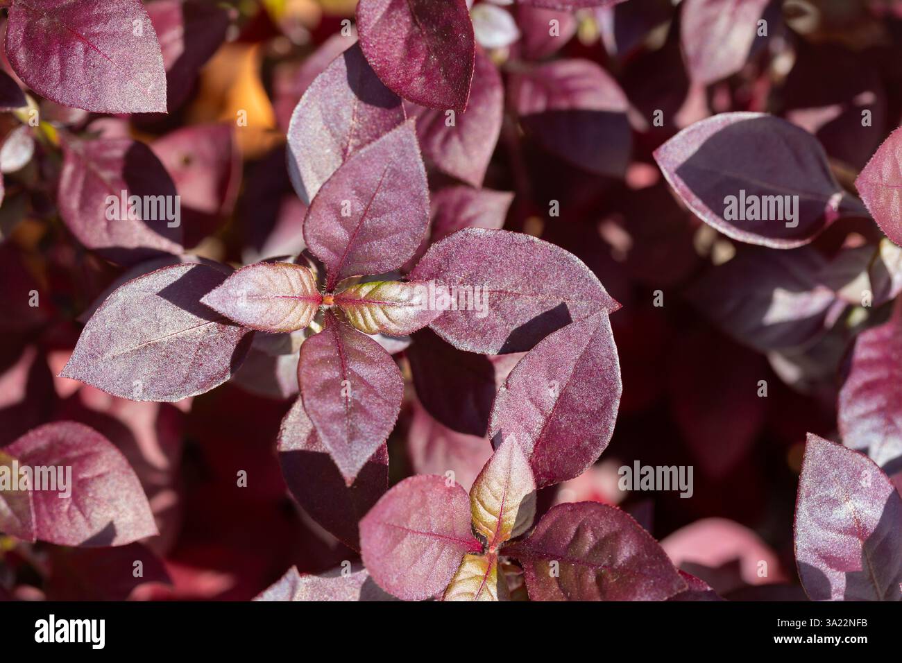 Alternanthera Purple Prince è una pianta ornamentale con foglie rosse, di solito piantata sui fianchi della strada o nei parchi cittadini. Foto Stock