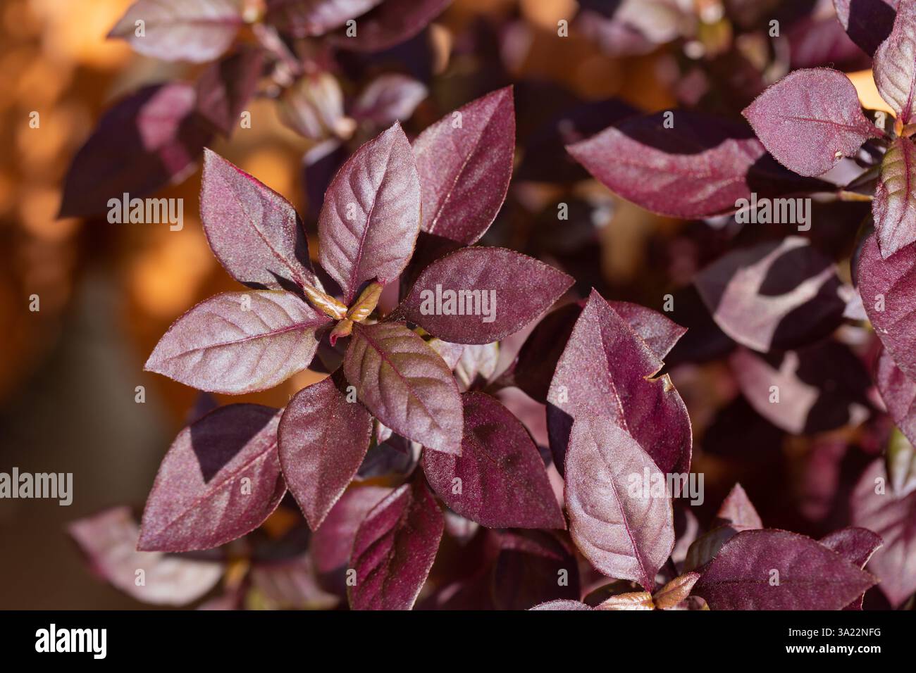 Alternanthera Purple Prince è una pianta ornamentale con foglie rosse, di solito piantata sui fianchi della strada o nei parchi cittadini. Foto Stock